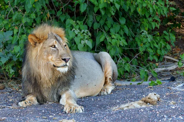 Leão Panthera Leo Macho Descansando Mashatu Game Reserve Bloco Tuli — Fotografia de Stock