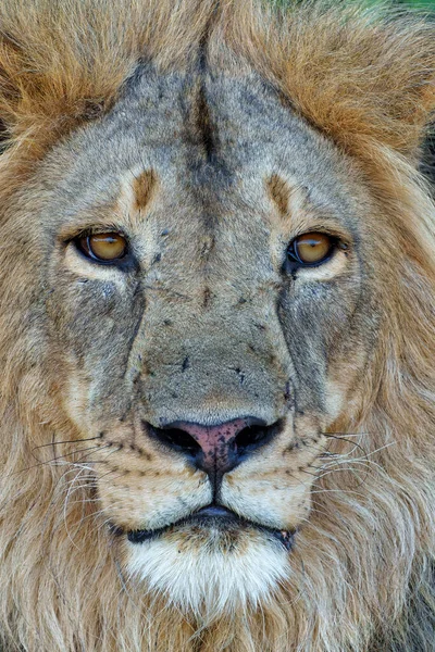 Лев Panthera Leo Мужчина Отдыхающий Заповеднике Машату Квартале Тули Ботсване — стоковое фото