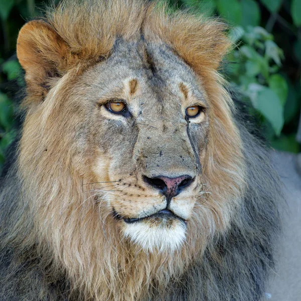 在博茨瓦纳Tuli区Mashatu野生动物保护区休息的狮子 Panthera Leo — 图库照片