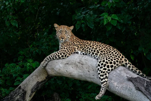 博茨瓦纳奥卡万戈三角洲的一棵树上 美洲豹的雌性正在休息 并环顾四周 其背景是黑色的 — 图库照片