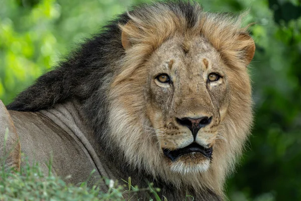 在博茨瓦纳Tuli区Mashatu野生动物保护区休息的狮子 Panthera Leo — 图库照片