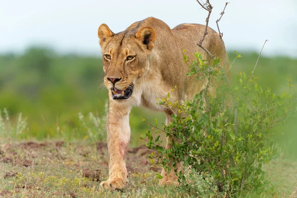 Lion Hanging Close Riverbed Mashatu Game Reserve Tuli Block Botswana — Stock Photo, Image