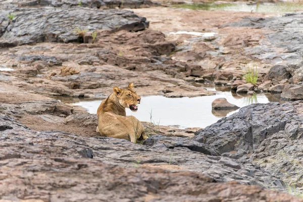Leeuw Hangt Rond Buurt Van Een Rivierbedding Mashatu Game Reserve — Stockfoto