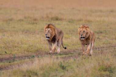 Aslan Kardeşliği. Kenya 'daki Masai Mara Ulusal Rezervi ovalarında yürüyen erkek aslanlar.