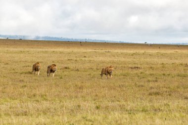 Aslan Kardeşliği. Kenya 'daki Masai Mara Ulusal Rezervi ovalarında yürüyen erkek aslanlar.
