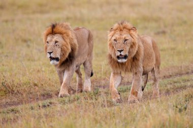 Aslan Kardeşliği. Kenya 'daki Masai Mara Ulusal Rezervi ovalarında yürüyen erkek aslanlar.