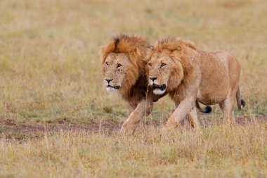 Aslan Kardeşliği. Kenya 'daki Masai Mara Ulusal Rezervi ovalarında yürüyen erkek aslanlar.