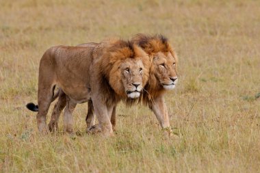 Aslan Kardeşliği. Kenya 'daki Masai Mara Ulusal Rezervi ovalarında yürüyen erkek aslanlar.