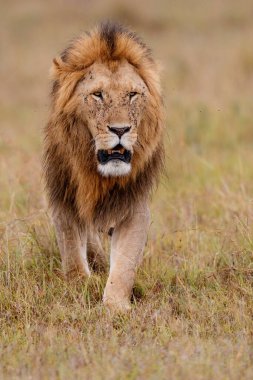 Aslan Kardeşliği. Kenya 'daki Masai Mara Ulusal Rezervi ovalarında yürüyen erkek aslanlar.