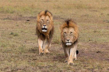 Aslan Kardeşliği. Kenya 'daki Masai Mara Ulusal Rezervi ovalarında yürüyen erkek aslanlar.