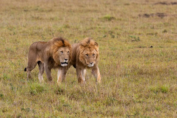 Львиное Братство Львы Самцы Идущие Равнинам Национального Заповедника Масаи Мара — стоковое фото