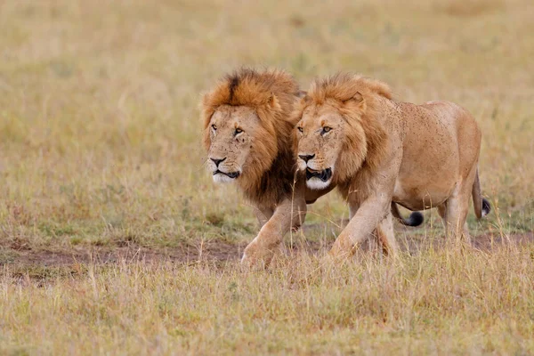Αδελφότητα Λιονταριών Αρσενικά Λιοντάρια Περπατούν Στις Πεδιάδες Της Masai Mara — Φωτογραφία Αρχείου