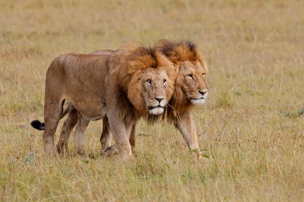Bratrstvo Lvů Samci Lvové Procházející Pláních Národní Rezervace Masai Mara — Stock fotografie