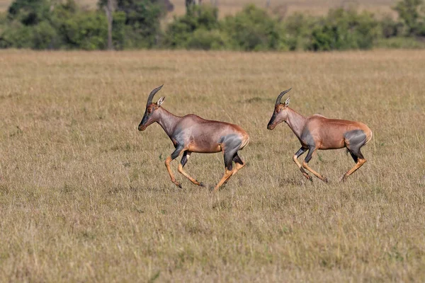 Topi Vagy Tsessebe Damaliscus Lunatus Kenyai Masai Mara Nemzeti Rezervátum — Stock Fotó