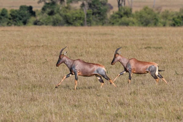 Topi Oder Sessebe Damaliscus Lunatus Auf Den Ebenen Des Masai — Stockfoto