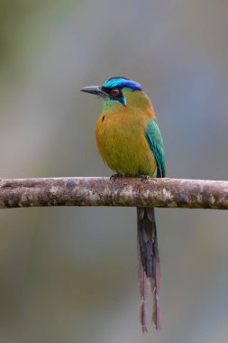 Orta Kosta Rika dağlarında bir dalda oturan mavi başlıklı motmot (Momotus coeruliceps)