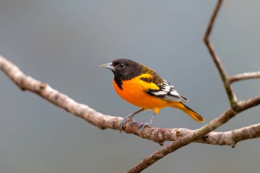 Baltimore Oriole (Icterus galbula), Kosta Rika 'da San Isidro del General' de bir şubede bulunur. Doğadan vahşi yaşam sahnesi.