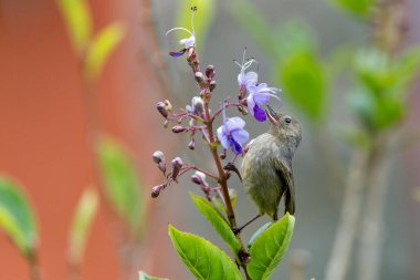Slaty Flowerpiercer (Diglossa plumbea) dişi San Gerardo del dota, Savegre, Kosta Rika 'da yağmur ormanlarında yiyecek arıyor.