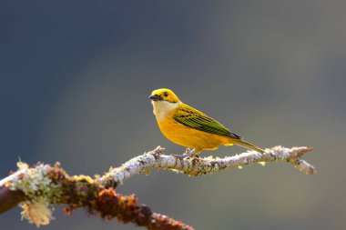 Orta Kosta Rika dağlarında San Gerardo del Dota 'da yiyecek arayan gümüş boğazlı Tanager (Tangara icterocephala)