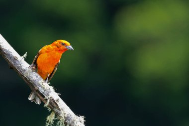 San Gerardo del Dota, Savegre, Kosta Rika 'da yiyecek arayan alev renkli Tanager (Piranga bidentata).