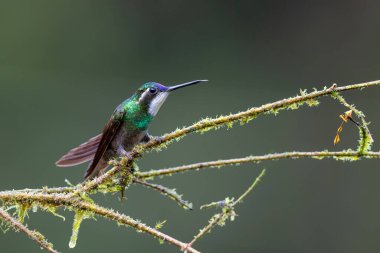 Sinekkuşu (Lampornis castaneoventris) San Gerardo del dota, Kosta Rika 'da bulunan yağmur ormanlarında bulunur.