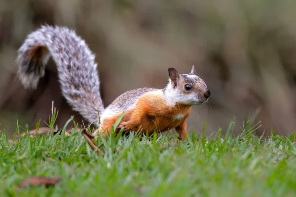 Değişik sincaplar (Sciurus çeşitleri). Bu bir ağaç sincabı Kosta Rika 'nın dağlık bölgelerinde yiyecek arıyor.