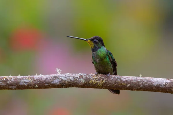 Magnificent Hummingbird (Eugenes fulgens) sitting in the rainforest in San Gerardo del dota, Savegre, Costa Rica