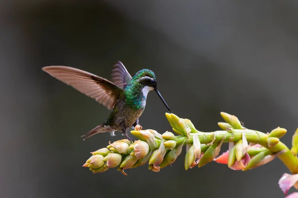 Koliber Klejnot Górski Lampornis Castaneoventris Siedzący Lesie Deszczowym San Gerardo — Zdjęcie stockowe