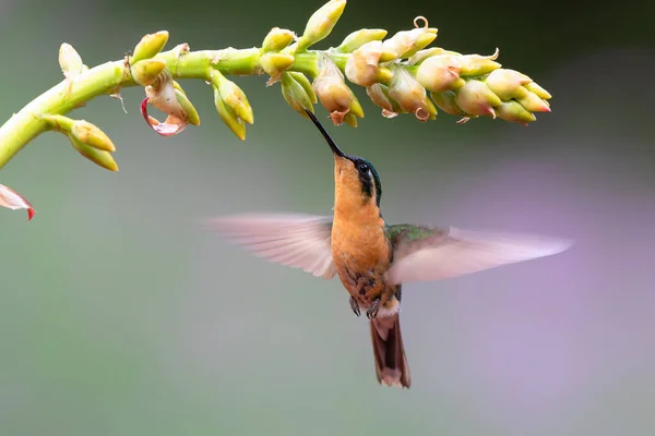 サンジェラルド サヴェグレ コスタリカの熱帯雨林で蜜を得るために花の横に飛んでいるハチドリ ホワイトスロートの山の宝石 Lampornis Castaneoventris — ストック写真