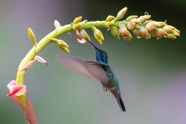 Hummingbird 緑の紫色の耳Colibri Thalassinus 美しい花 サンジェラルド サヴェグレ コスタリカから蜜を拾うために飛んでいます 自然の中での野生動物の行動シーン — ストック写真