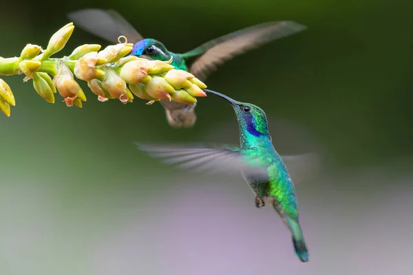Koliber Zielone Fioletowo Ucho Colibri Thalassinus Latający Odebrać Nektar Pięknego — Zdjęcie stockowe