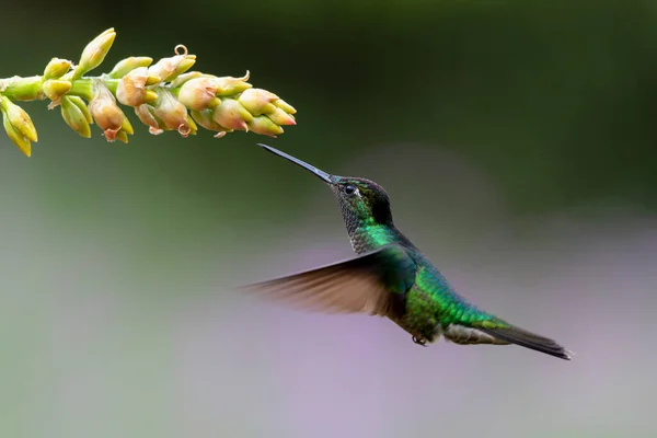 Magnificent Hummingbird (Eugenes fulgens) flying to get nectar in the rainforest in San Gerardo del dota, Savegre, Costa Rica