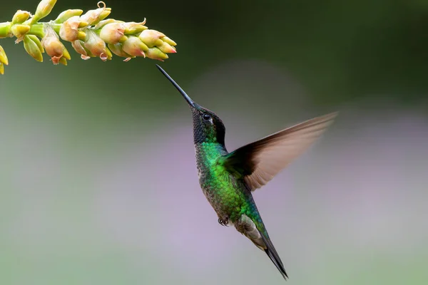 Magnífico Beija Flor Eugenes Fulgens Voando Para Obter Néctar Floresta — Fotografia de Stock