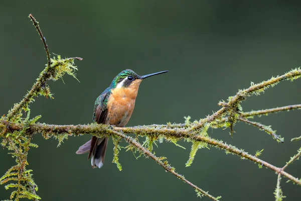 Kolibri Fehértorkú Hegyi Drágakő Lampornis Castaneoventris Esőerdőben San Gerardo Del — Stock Fotó