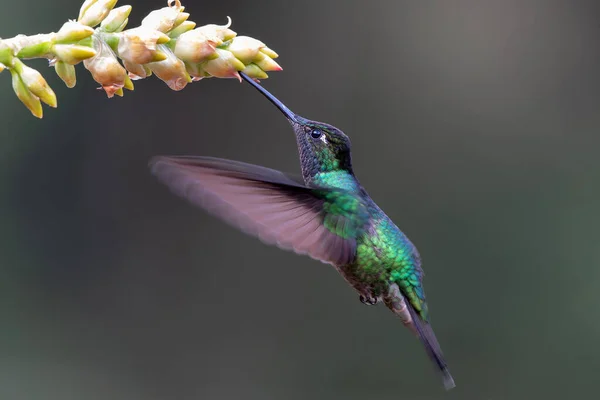 Magnificent Hummingbird Eugenes Fulgens Flying Get Nectar Rainforest San Gerardo — Stock Photo, Image
