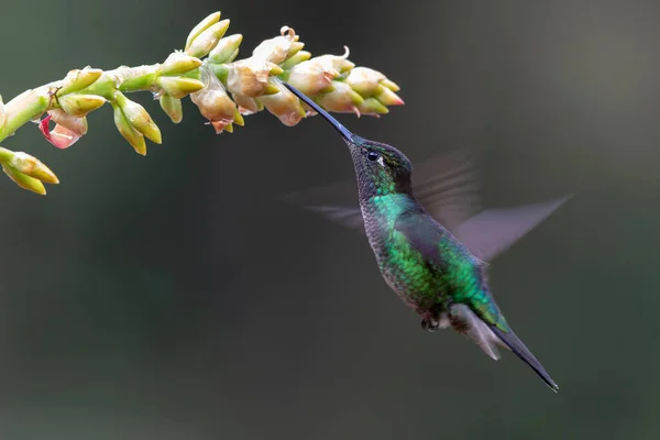 Magnificent Hummingbird (Eugenes fulgens) flying to get nectar in the rainforest in San Gerardo del dota, Savegre, Costa Rica