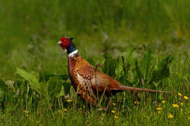 Halkalı boyunlu sülün (Phasianus colchicus) erkek, Hollanda 'nın Gelderland kentindeki bir çayırda kur döneminde güzel renklerini gösteriyor. Yeşil arkaplan