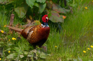 Halkalı boyunlu sülün (Phasianus colchicus) erkek, Hollanda 'nın Gelderland kentindeki bir çayırda kur döneminde güzel renklerini gösteriyor. Yeşil arkaplan