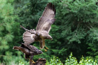  Hollanda 'nın Noord Brabant ormanında Akbaba (Buteo buteo) başka bir akbabaya saldırır. Yeşil orman arka planı                              