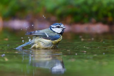       Eurasian blue tit (Cyanistes caeruleus) taking a bath in a pond in the forest in the Netherlands                         