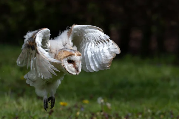 Barn Owl Tyto Alba Juvenile Taking His First Flying Lessons — Stock Photo, Image