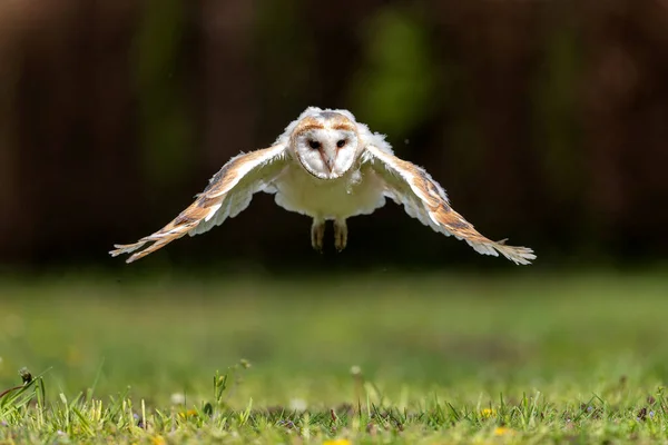 今年春天 Barn Owl Tyto Alba 的幼童在果园上了他的第一次飞行课 荷兰的Noord Brabant — 图库照片