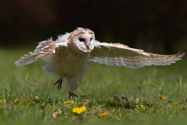Barn Owl Tyto Alba Juvenil Tomando Sus Primeras Lecciones Vuelo —  Fotos de Stock