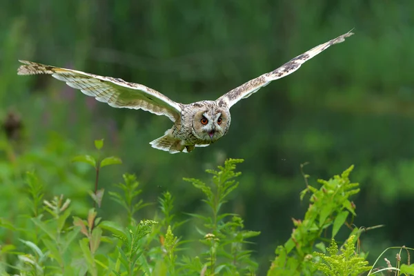 Beautiful Long Eared Owl Asio Otus Flying Open Spot Forest — Stock Photo, Image