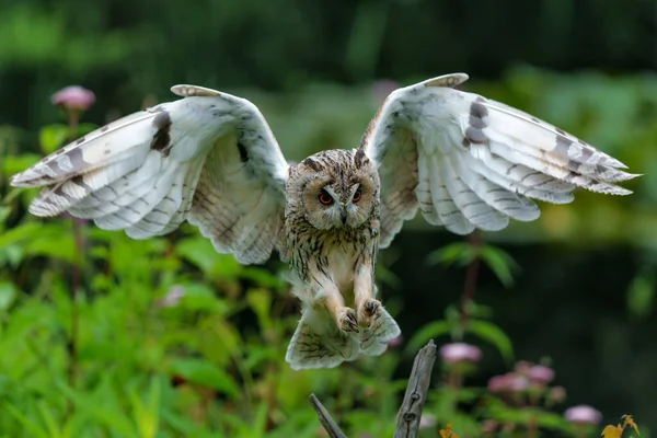 在荷兰的Noord Brabant森林中 美丽的长耳朵猫头鹰 Asio Otus 在一块空地上飞翔 — 图库照片