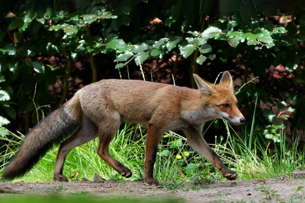 Mladá Červená Liška Vulpes Vulpes Hledající Potravu Lesích Noord Brabant — Stock fotografie