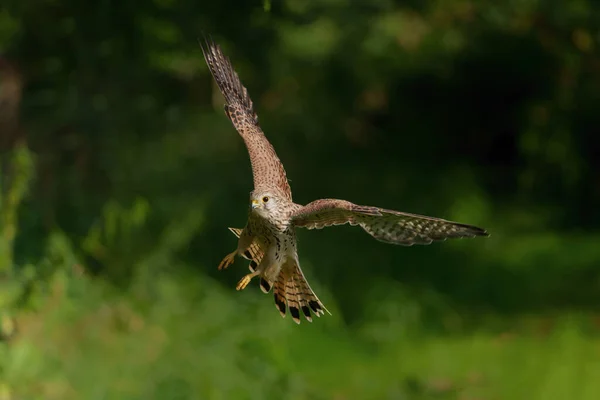 Kestrel Falco Innunculus Vliegend Weilanden Nederland — Stockfoto