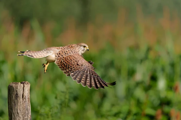 Коммон Кестрель Falco Unculus Летит Метеорите Нидерландах — стоковое фото