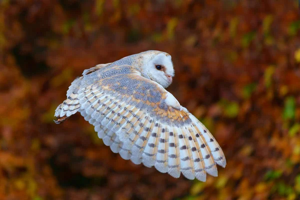 Barn Owl Tyto Alba Που Φέρουν Ένα Οπωρώνα Μήλο Χρώματα — Φωτογραφία Αρχείου