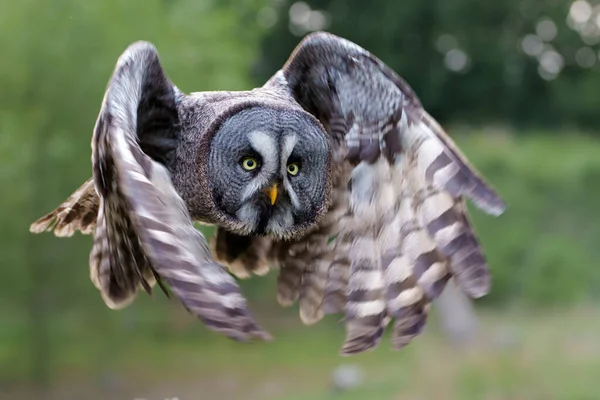 Great Grey Owl Або Lapland Owl Strix Nebulosa Летить Березі — стокове фото